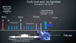 Principe de la stimulation ovarienne au cours de la FIV  Protocoles [upl. by Aniral97]