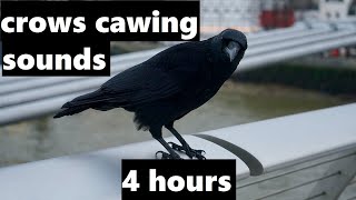 Crows Cawing Sounds 4 hours [upl. by Sacram365]