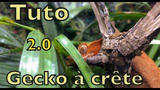 On aménage un terrarium planté pour notre nouveau gecko à crête [upl. by Lohner967]