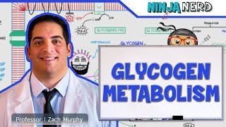 Metabolism  Regulation of Glycogen Metabolism [upl. by Erimahs]