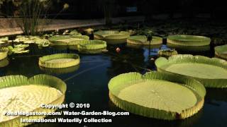 Victoria Waterlilies At Dusk San Angelo Texas Tim Davis Ken Landon Cruziana and Longwood [upl. by Inwat]