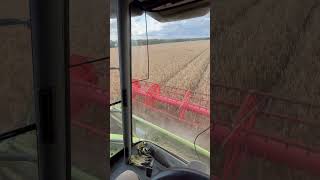 Harvesting Triticale [upl. by Philana]