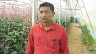 Greenhouse Experience Gujarat India [upl. by Austreng]