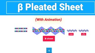 Beta Sheet Animation [upl. by Addie227]