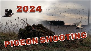 2024 Pigeon shooting begins ACTION PACKED [upl. by Maghutte]