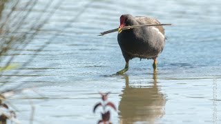 Gallinule poule deau qui fait son nid Ariège France [upl. by Janean]