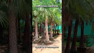 Live White and black Copernicia alba palms [upl. by Sullecram]