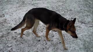 German Shepherd dog Zero post CCL ACL tear day 11 v day 60 confinement v surgery [upl. by Patrizia234]