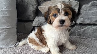 AKC Havanese Sunsetvalleycanines [upl. by Oivlis]