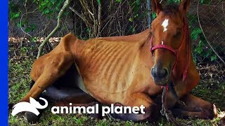 Emaciated Horse Rescued In Time To Save Her Life  Animal Cops Houston [upl. by Given]