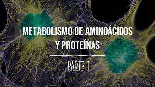 Metabolismo de aminoácidos y proteínas  PARTE I  Bioquímica  Lic en Nutrición [upl. by Vladamar]