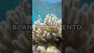 Arrecifes de Coral en Peligro scubadiving buceo oceanconservation coralbleaching [upl. by Willner491]