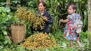 Harvest Clausena Lansium Goes to market sell  Gardening  Lý Phúc An [upl. by Ydderf]