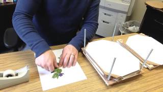 How to Make a Simple Herbarium Mount [upl. by Kcirdnekal]