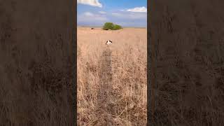 Springer Spaniel di un anno in allenamento preapertura caccia [upl. by Brigid]