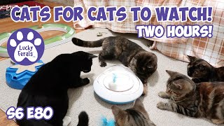 Cats For Cats To Watch  TWO HOURS  Cat Videos  Cats Playing  Entertainment For Cats  S6 E80 [upl. by Tolley]