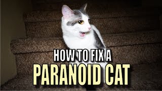 Talking Kitty Cat 56  How To Fix A Paranoid Cat [upl. by Dagnah]