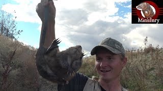 FIRST EVER Footage of 2 Mink Tagteaming a Muskrat [upl. by Ydolem]