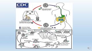 Protozoan parasitology Lecture 8 Cryptosporidium  Cyclospora and Sarcocyst [upl. by Grussing]