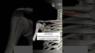 subclavius muscle with origin insertion Nerve supply actions pectoral regionanatomy 1styearmbbs [upl. by Dannie]