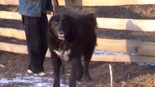 Turkmen Alabai guarding TEST 22  Central Asian Shepherd Dog [upl. by Niddala]