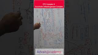 ETC Complex II Succinate Dehydrogenase Complex [upl. by Auqenwahs]