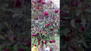 Michigan States Apple Picking Robot [upl. by Bolton]