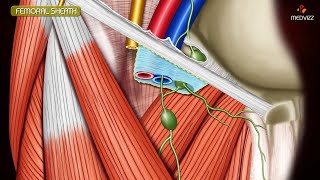 ANATOMY OF FEMORAL TRIANGLE  FEMORAL CANAL  FEMORAL SHEATH Animation [upl. by Noraed]