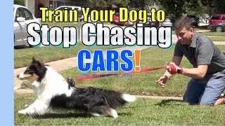 Train your Dog to STOP CHASING amp LUNGING at CARS Where to Start [upl. by Hajed]