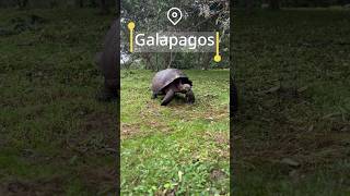 🐢 Amazing Galapagos Wildlife Tortoises Sharks amp More 🦈🐦 [upl. by Frans]