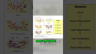 What is the Wound Healing Scenario From Injury to Remodeling Explained [upl. by Brottman]