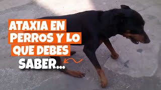 ATAXIA EN PERROS 🐶Lo Que Necesitas o Debes Saber [upl. by Landon]