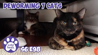 Giving Deworming MedicationTo Seven Cats  S6 E98  Training Feral Cats [upl. by Nekcerb391]