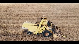 Last Harvest of 2023 Featuring 1963 Claeys M103 Combine Harvester [upl. by Acima]