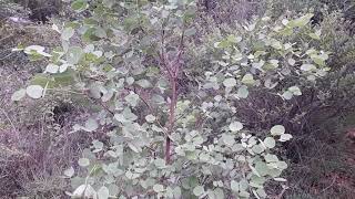 Exploring Turahalli Forest Rare species native trees [upl. by Ardnic]