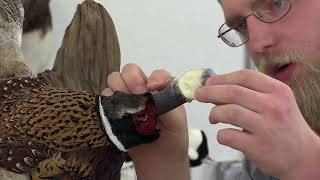 Flying Pheasant Complete Taxidermy Course step by step  11 Attaching the head amp setting eyes [upl. by Acsehcnarf]