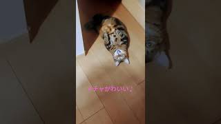 猫の日常スー君腹天猫すごい格好かわいい猫shortscutecat [upl. by Bevon]