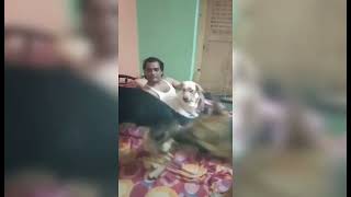 😱Aggressive German shepherd attack on his owner 😱germanshepherd youtube doglover angrygsd [upl. by Viglione]