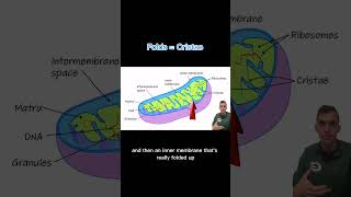 AP Bio topics 210 211 Compartmentalization in less than one minute apbiology apbio biology [upl. by Kamillah]