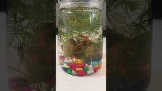 Try this foxtail plants for guppy tank [upl. by Adaiha29]