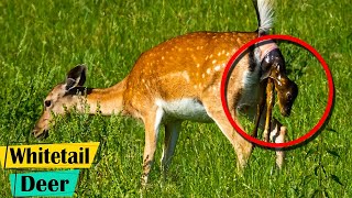 Whitetail Deer Giving Birth To Baby Fawns [upl. by Riamo818]