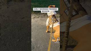 Pluto The Martian Training Session dog jamaican pitcorso dogtraining intraining dogshorts [upl. by Alejo]