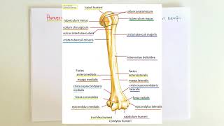 ANATOMİ10KONUÜst Ekstremite Humerus [upl. by Nillok]