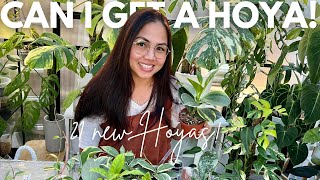 Epic Hoya Haul 21 Stunning New Varieties Unboxed ✨🌿 [upl. by Sparrow]