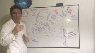 Médula Espinal  Configuración Interna [upl. by Trella]
