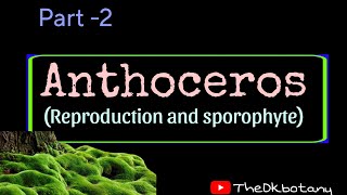 Anthoceros part 2 reproduction and sporophyte [upl. by Azrim]