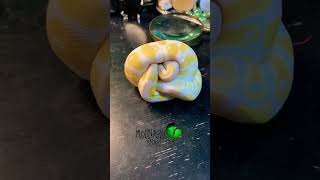 🐍Albino ball python🧪 molinarosnakelab royalpython ballpython snakebreeder reptiles albino [upl. by Nyliret]