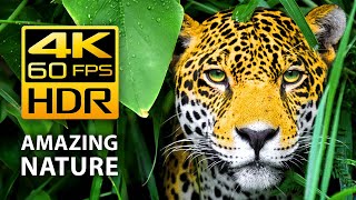 Amazing Colors of Nature in 4K HDR 60fps  Tropical Animals and Relaxing Music [upl. by Anyzratak]