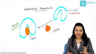 NEET PG BiochemistryLac Operon concept simplified Dr Rebecca James [upl. by Reginauld]