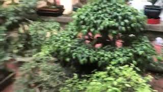 Cây sanh bonsai dáng cổ thụ cực đẹp [upl. by Notserp]